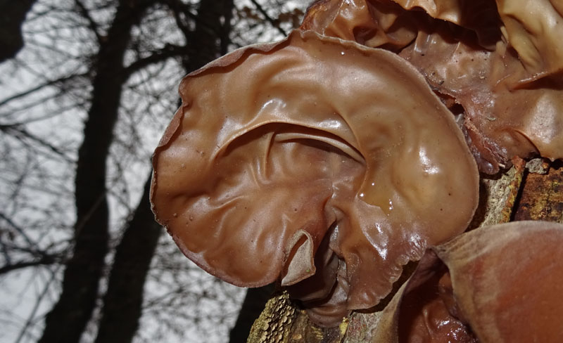 Auricularia auricula-judae